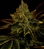 King Louis | Feminized | Cannabis Seeds