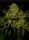 Kosher Kush | Autoflower | Cannabis Seeds