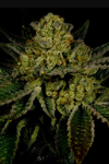 Kosher Kush | Autoflower | Cannabis Seeds