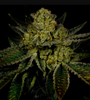 Kosher Kush | Autoflower | Cannabis Seeds