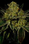 Kosher Kush  | Feminized |Cannabis Seeds