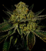 Kosher Kush  | Feminized |Cannabis Seeds