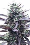 USA | 15 CannabisSeeds Mix Pack