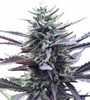 LA Confidential | Autoflower | Cannabis Seeds