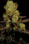 LA Confidential | Feminized | Cannabis Seeds