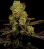 LA Confidential | Feminized | Cannabis Seeds