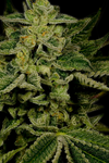 LSD | Autoflower | Cannabis Seeds