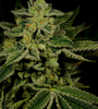 LSD | Autoflower | Cannabis Seeds