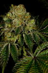 Legend OG | Feminized | Cannabis Seeds