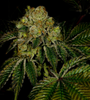 Legend OG | Feminized | Cannabis Seeds