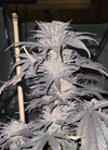 London Pound Cake | Feminized | Cannabis Seeds