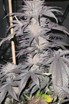 London Pound Cake | Feminized | Cannabis Seeds