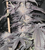 London Pound Cake | Feminized | Cannabis Seeds