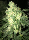 Lowryder | Autoflower | Cannabis Seeds