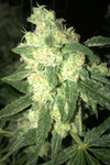 Lowryder | Autoflower | Cannabis Seeds