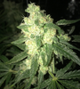 Lowryder | Autoflower | Cannabis Seeds