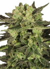 MK Ultra | Autoflower | Cannabis Seeds