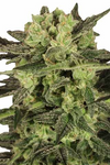 MK Ultra | Autoflower | Cannabis Seeds