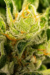 Marathon OG | Feminized | Cannabis Seeds