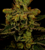 Master Kush | Autoflower | Cannabis Seeds