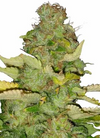 Maui Wowie | Autoflower | Cannabis Seeds