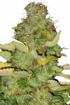 Maui Wowie | Feminized | Cannabis Seeds