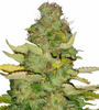 Maui Wowie | Feminized | Cannabis Seeds