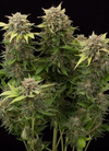 Moby Dick | Autoflower | Cannabis Seeds