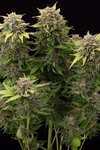 Moby Dick | Autoflower | Cannabis Seeds