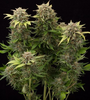 Moby Dick | Autoflower | Cannabis Seeds