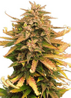 Moby Dick | Feminized | Cannabis Seeds