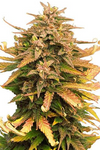 Moby Dick | Feminized | Cannabis Seeds