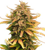 Moby Dick | Feminized | Cannabis Seeds