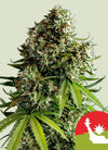 NYC Sour D Auto Feminised Seeds | Award-Winning Sativa Hybrid