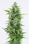 OG Kush | Autoflower | Cannabis Seeds