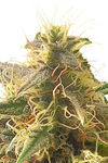 Juice | 15 Cannabis Seeds Mix Pack