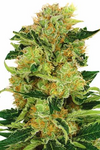 Pineapple Kush | Autoflower | Cannabis Seeds