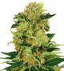 Pineapple Kush | Autoflower | Cannabis Seeds