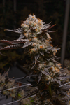 Pink Certz  | Feminized | Cannabis Seeds