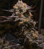 Pink Certz  | Feminized | Cannabis Seeds