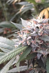 Pink Cookies | Feminized | Cannabis Seeds