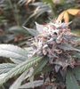 Pink Cookies | Feminized | Cannabis Seeds