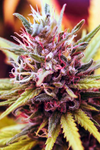 Pink Runtz | Feminized | Cannabis Seeds