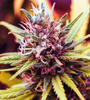 Pink Runtz | Feminized | Cannabis Seeds