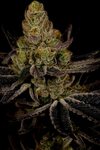 Platinum Cookies | Feminized | Cannabis Seeds