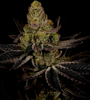 Platinum Cookies | Feminized | Cannabis Seeds