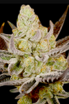 Platinum Kush | Autoflower | Cannabis Seeds