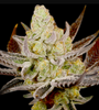 Platinum Kush | Autoflower | Cannabis Seeds