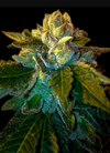 Platinum OG | Autoflower | Cannabis Seeds