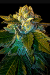 Platinum OG | Autoflower | Cannabis Seeds